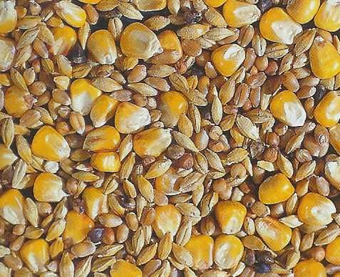 welk keukenafval voor kippen silkie garden verzorging zijdehoenders zijdehoen welk keukenafval voor kippen silkie garden verzorging zijdehoenders zijdehoen