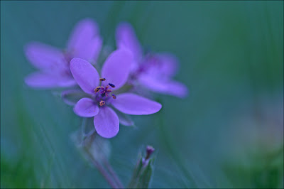 Géranium