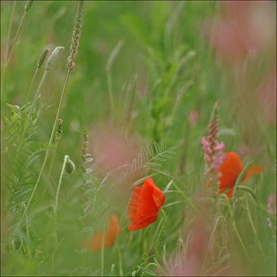 coquelicots et sainfoin