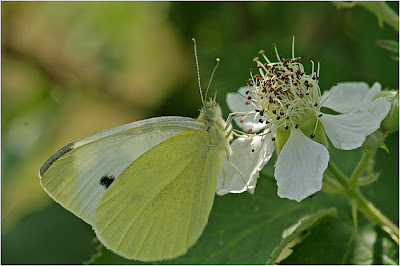 Piéride sur fleur de Mûrier