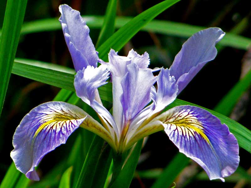 [Shore-Acres-St-Pk-(13)blg.jpg]