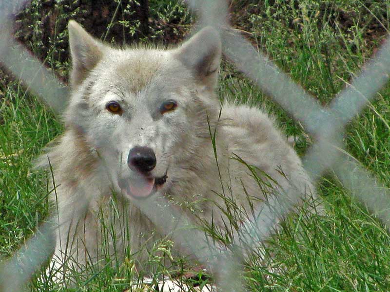 [Wolf-Haven_0014_blg.jpg]