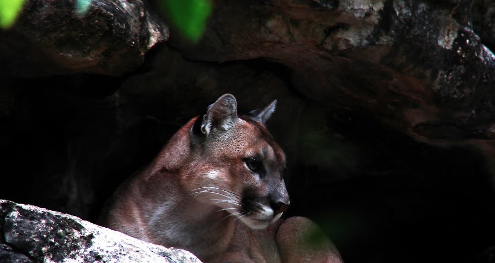 TRAS LA HUELLA DEL PUMA