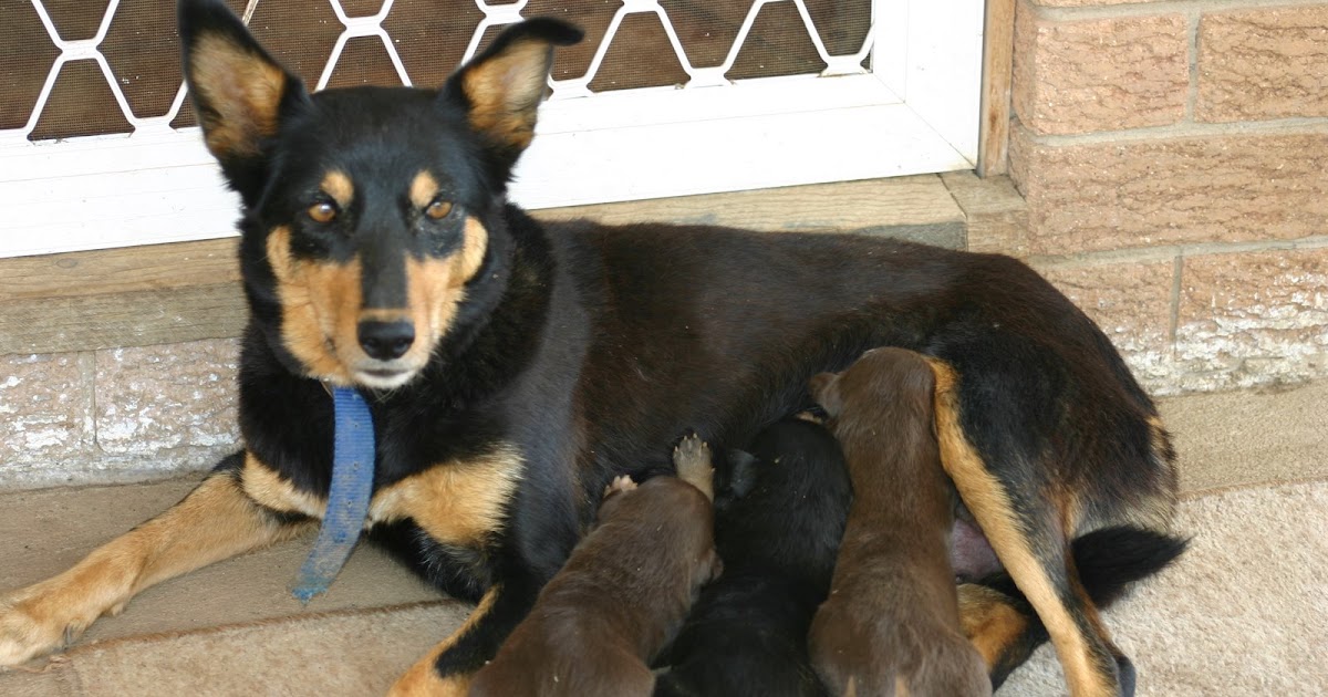 Rangers Drought PUREBRED KELPIE PUPPIES FOR SALE