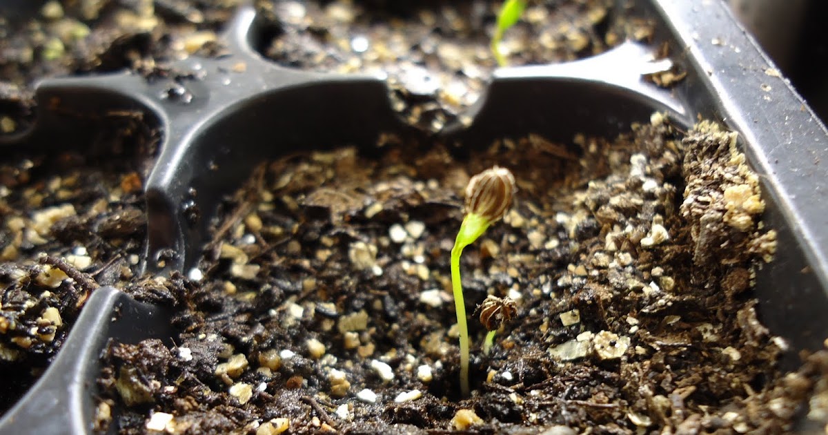 Thyme To Garden Now Saving and Germinating Parsley Seeds