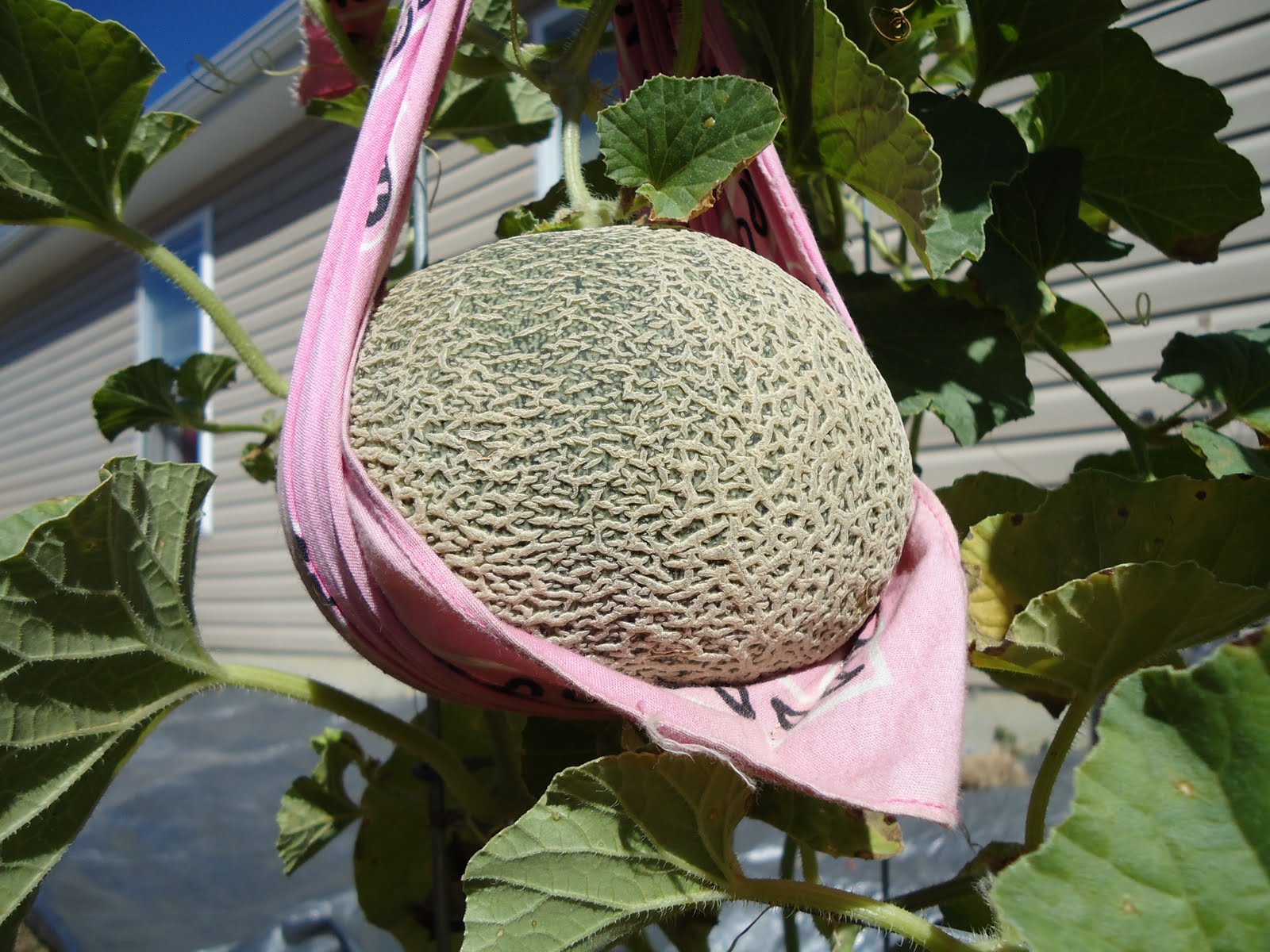 Thyme To Garden Now When to Harvest Cantaloupe