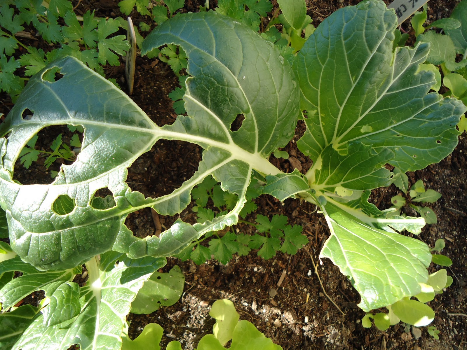 Thyme To Garden Now Invisible Cabbage Worms