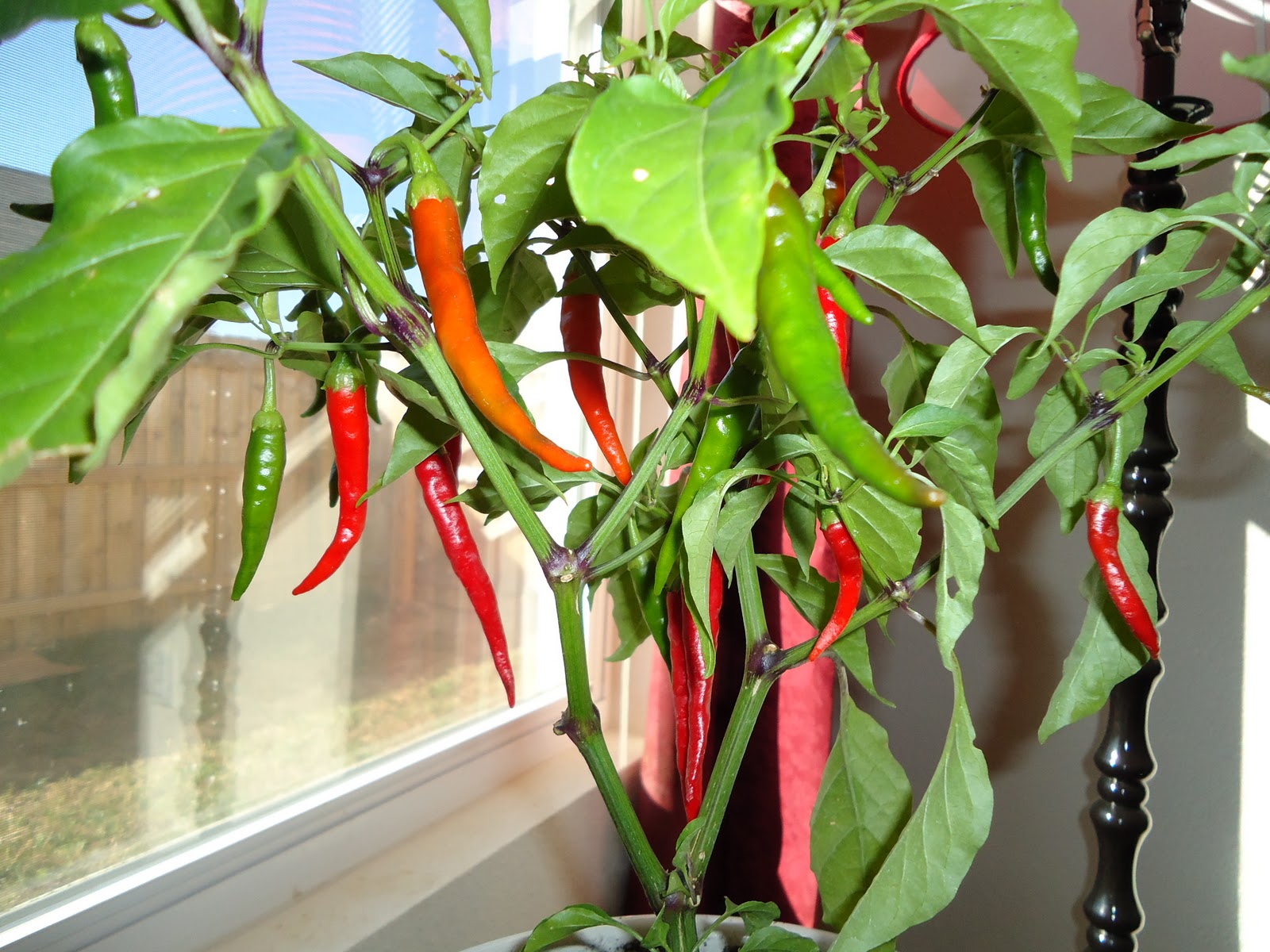 Cayenne Pepper Plant Winter at Mona Brooks blog