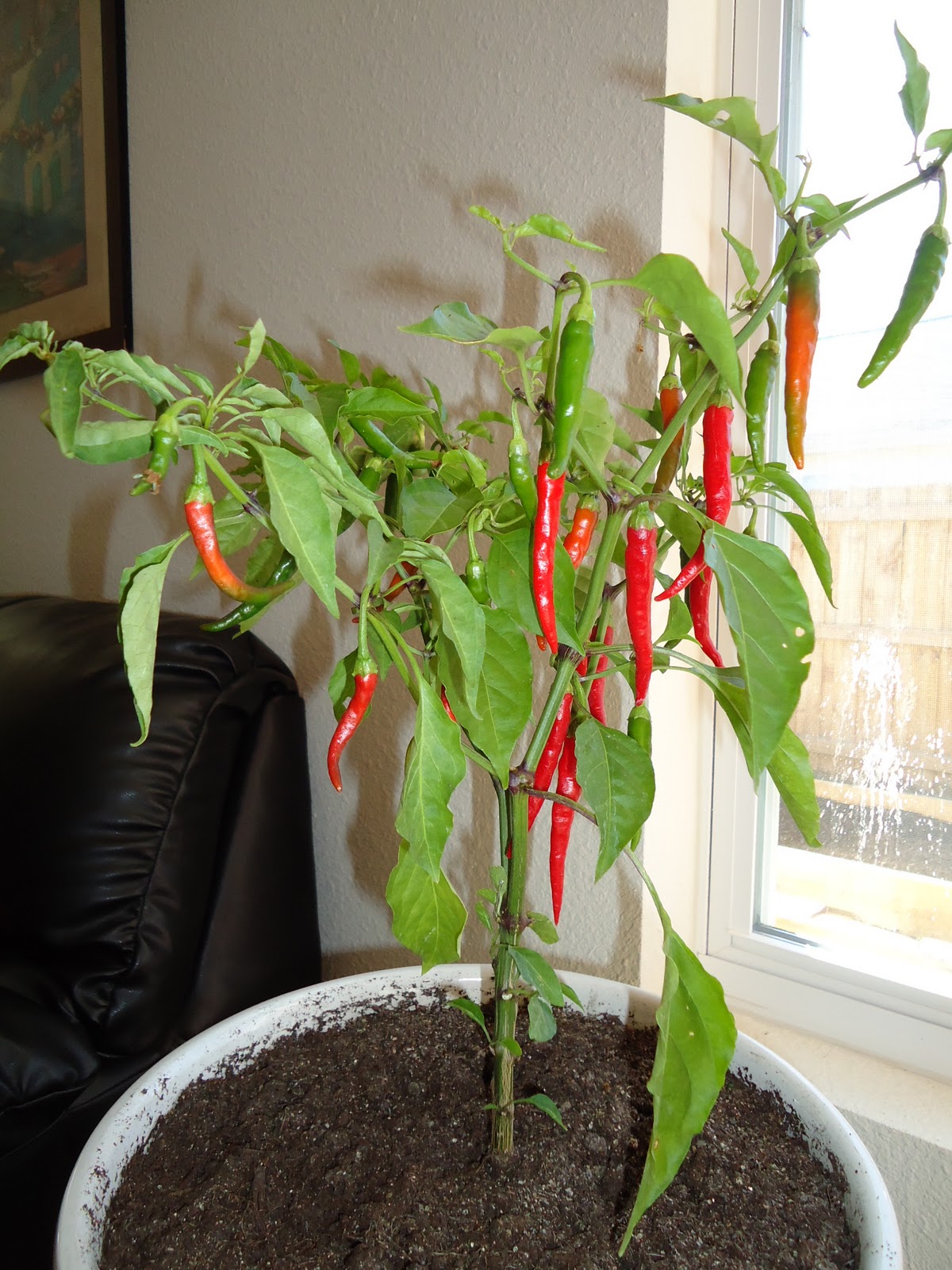 Thyme To Garden Now Ripening Indoor Peppers