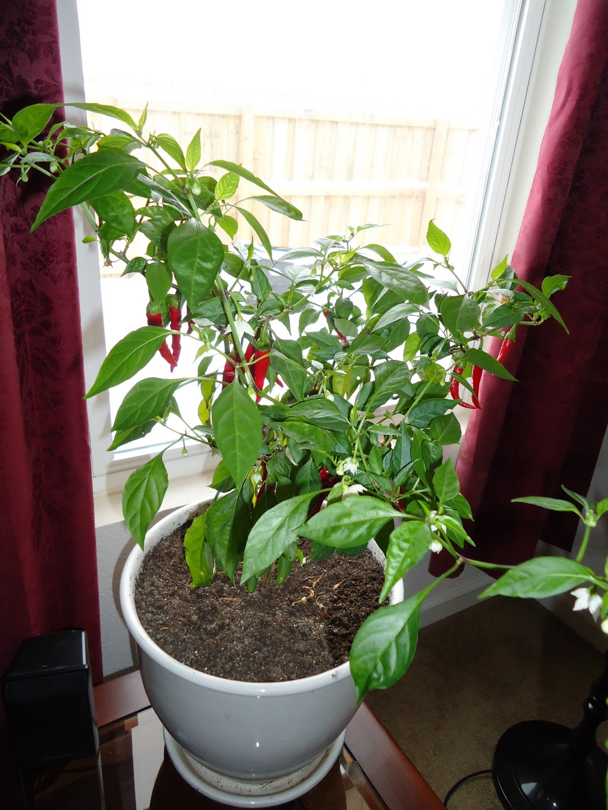 Thyme To Garden Now 12/13 Harvest December Peppers