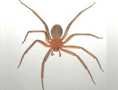 imagenes de arañas, especies, informacion + yapas imagenes de arañas, especies, informacion + yapas