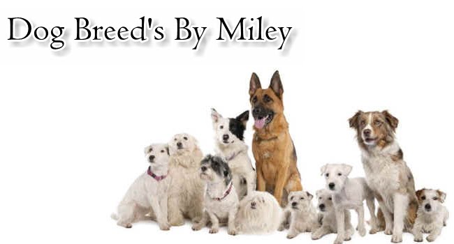 Dog Breeds