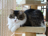 Johnson, b'day 5/5/2003