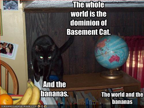 [dominion+of+basement+cat.jpg]