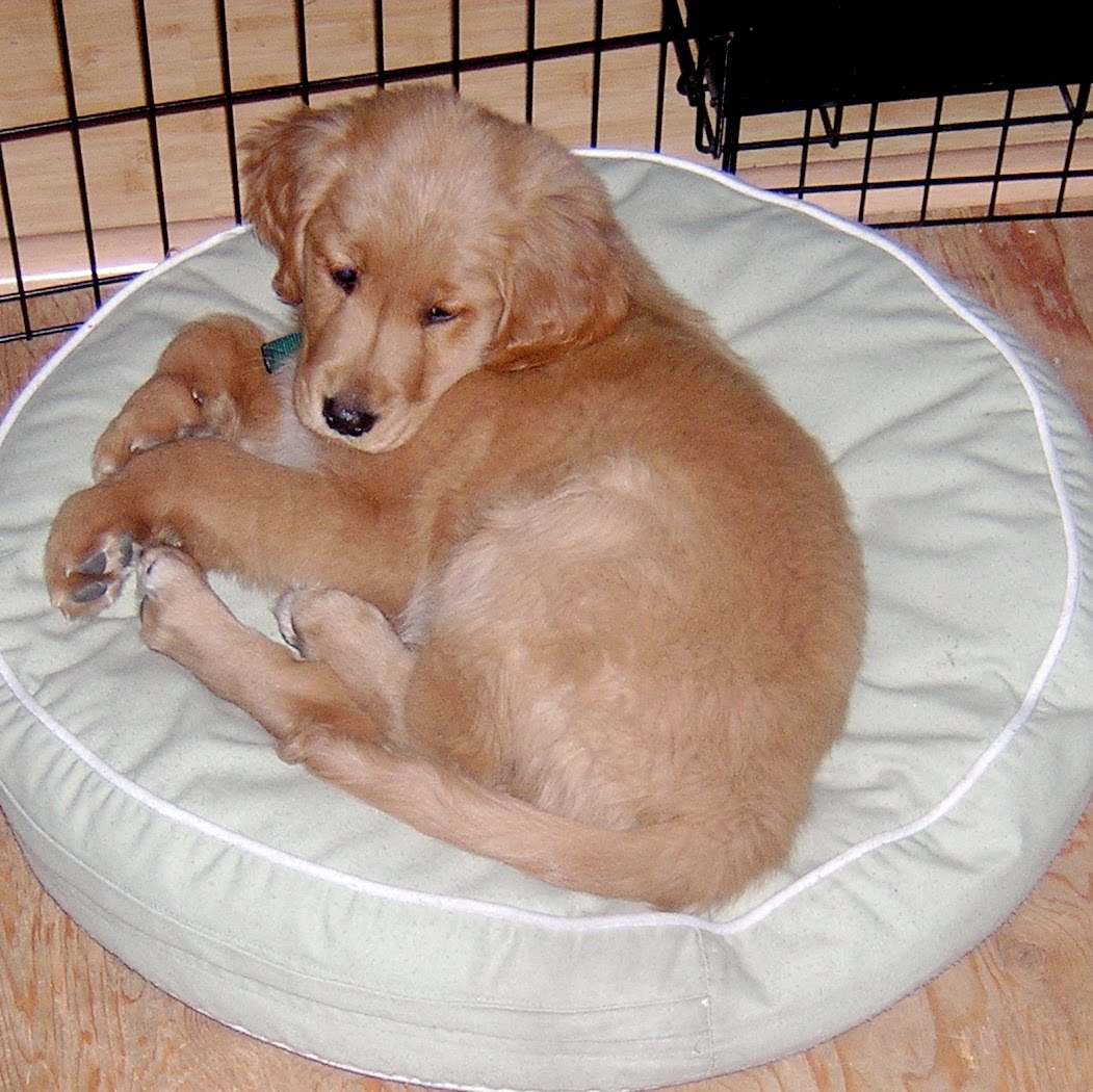 Move Over Mary Poppins Dog Beds My Own Personal Brand Of Insanity