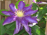 Dora's Clematis