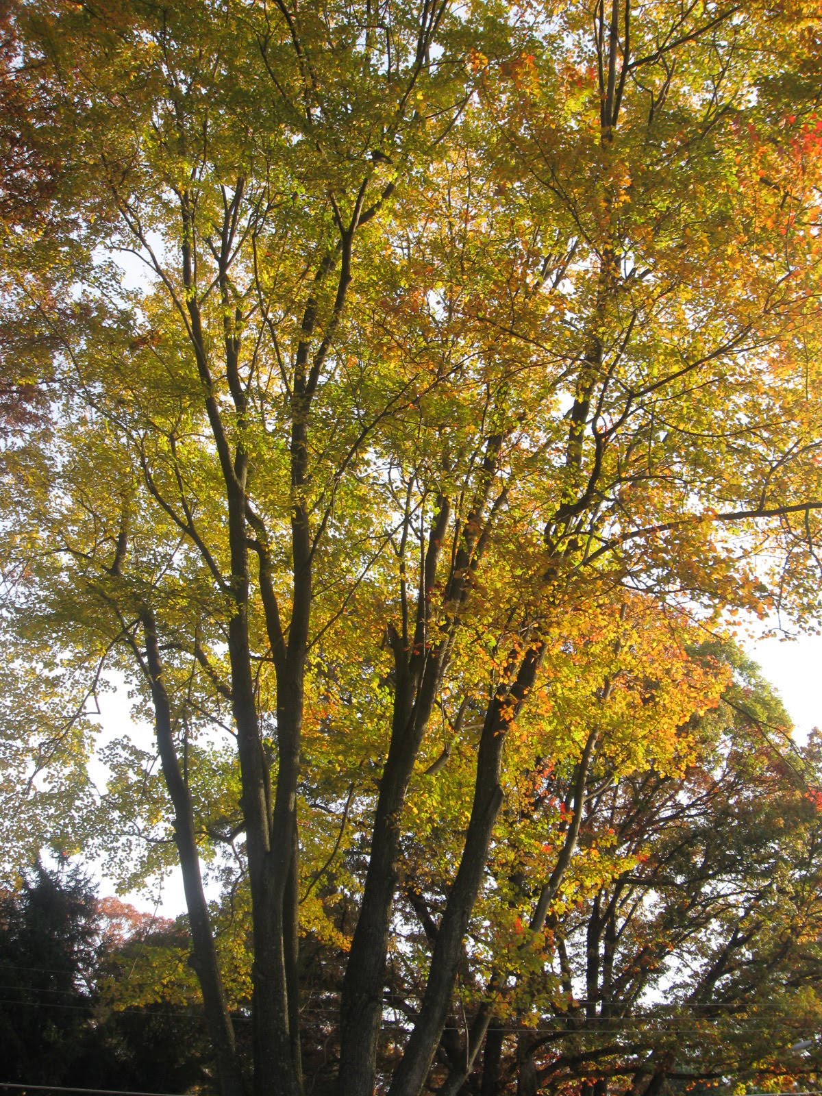 [TreesInFall01.JPG]