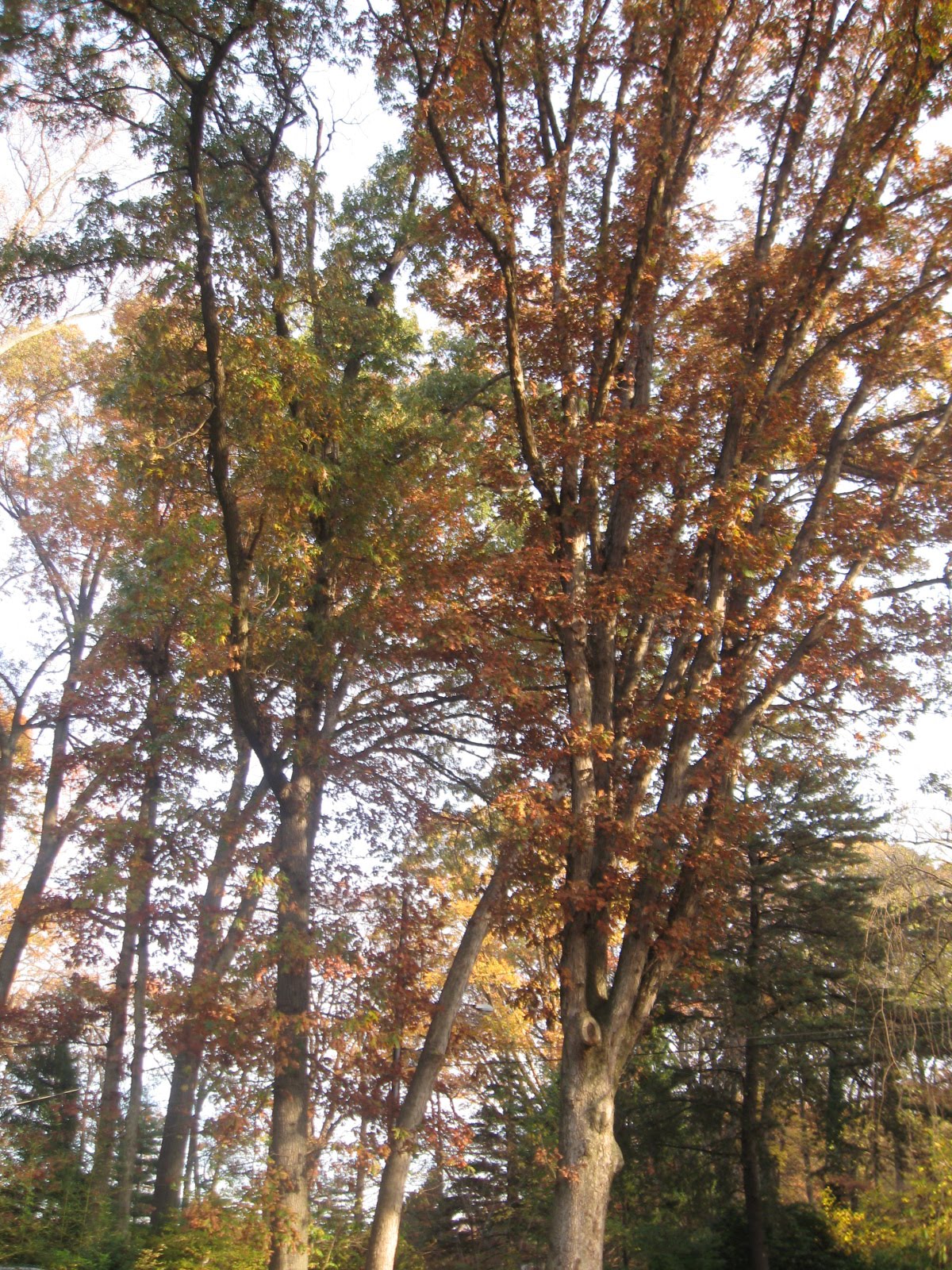 [TreesInFall02.JPG]