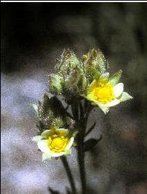 Parmakotu712 - Çilek Otu Yetiştiriciliği Parmakotu712