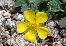 713 - Çilek Otu Yetiştiriciliği Çilek Otu Yetiştiriciliği