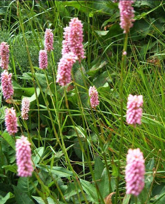 C387obandeC49FneC49Fi28Polygonium2991 - Çobandeğneği Yetiştiriciliği C387obandeC49FneC49Fi28Polygonium2991