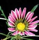 Gazania4