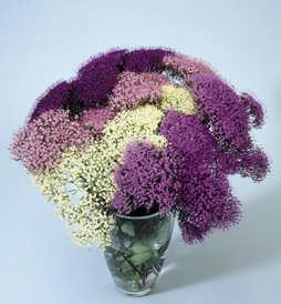 [Fotoğraf+1.1+Trachelium+bitkisi+2.JPG]