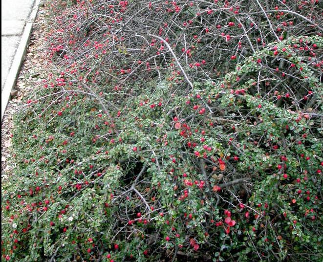 [Resim+7.2+Cotoneaster+bitkisinin+peyzajda+kullanımı.JPG]