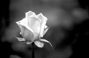 [white_rose_i6sg.jpg]