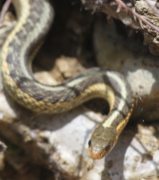 Kalamazoo Seasons Spring snakes