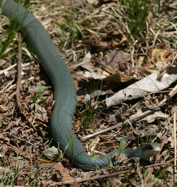 Kalamazoo Seasons Blue Racer