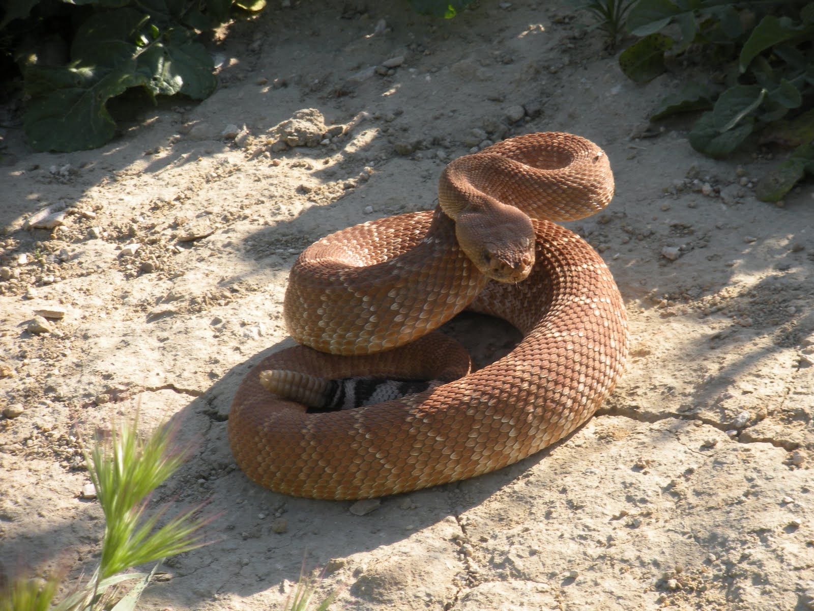 Red Diamond Rattlesnake