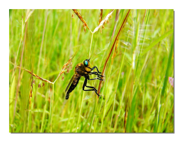 Diptera of Mumbai