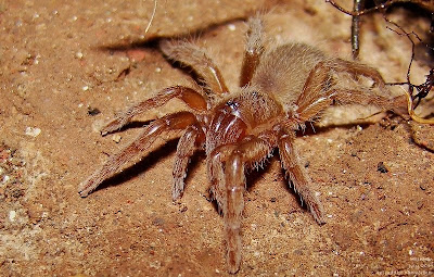 Baby Tarantula Spider