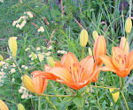 Wide Petal Pollen Free Asiatic Lily