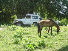 Our jeep and a neighbor's horse at the lake house.