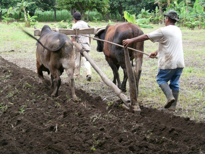 More plowing