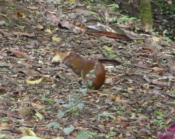 Agouti--little Selva Negra beastie