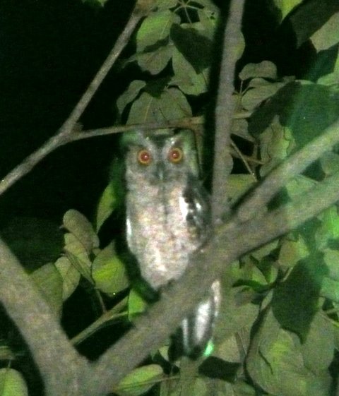 The owl across the street