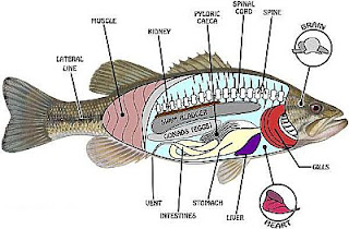 Sistem Pernapasan  Ikan