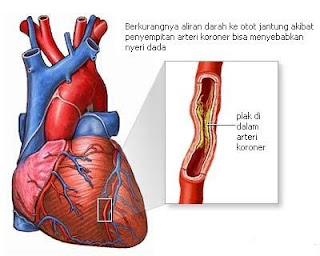 Sistem Pernapasan  Jantung