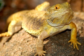 bearded-dragon-calcium-sand.jpg bearded-dragon-calcium-sand.jpg