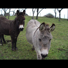 Donkeys