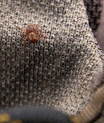Another female American Dog Tick, in an equally clever hiding spot: the .