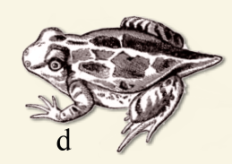 Frog Tail