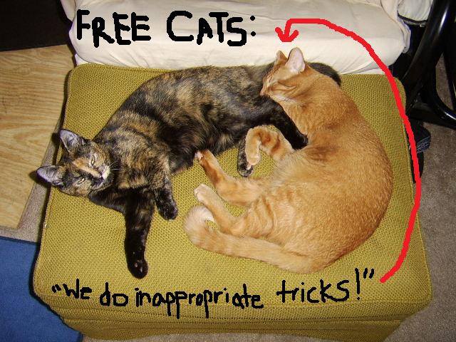 [free+cats.jpg]