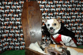 Série: Meu dono é um IMBECIL cachorro do drácula