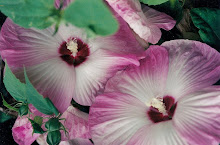 Hibiscus