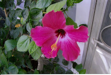 Hibiscus