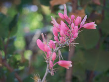 Red Yucca